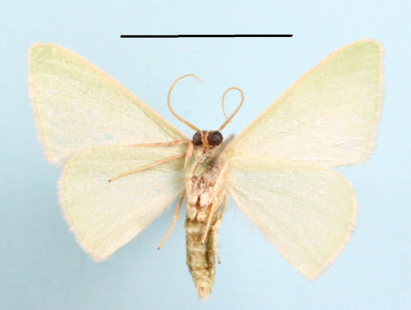 /filer/webapps/moths/media/images/S/strigulosa_Neromia_A_MGCLb_01.JPG