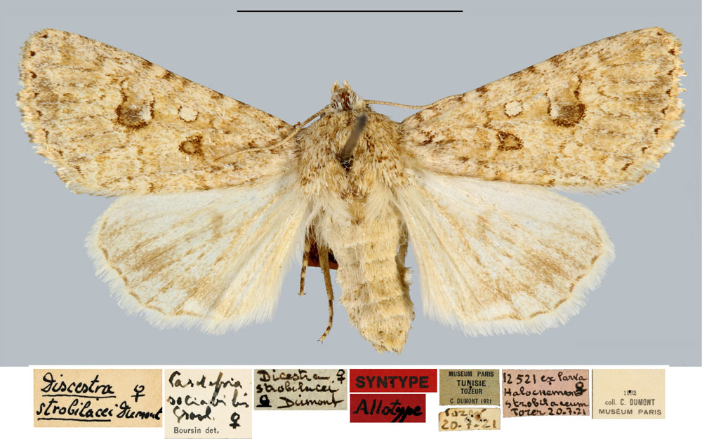 /filer/webapps/moths/media/images/S/strobilacei_Discestra_STF_MNHN.jpg