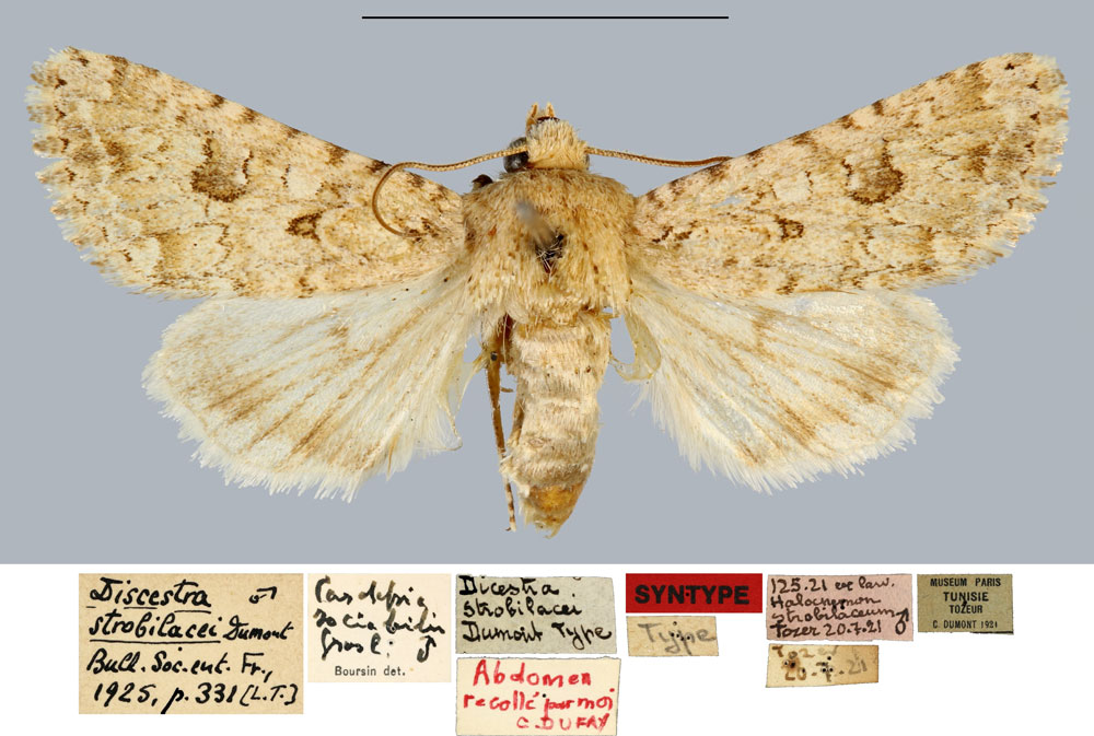 /filer/webapps/moths/media/images/S/strobilacei_Discestra_STM_MNHN.jpg