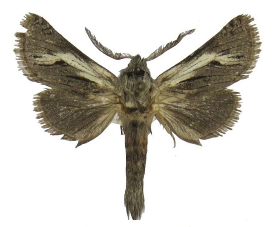 /filer/webapps/moths/media/images/S/stroehlei_Arctiocossus_HT_Stroehle.jpg