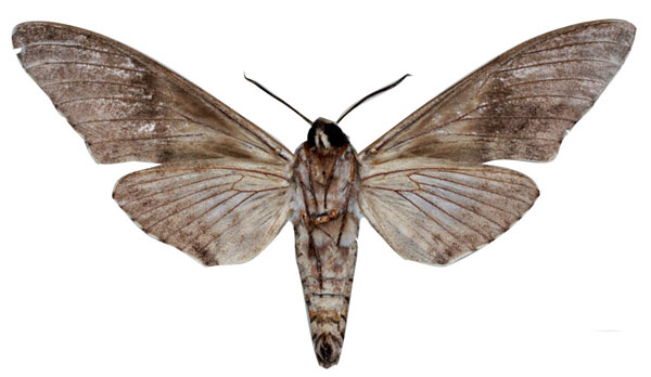 /filer/webapps/moths/media/images/S/stroehlei_Macropoliana_HT_EMEMb.jpg