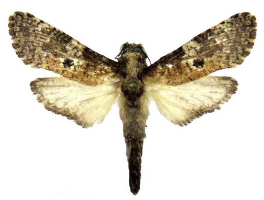 /filer/webapps/moths/media/images/S/strohlei_Aethalopteryx_HT_Stroehle.jpg