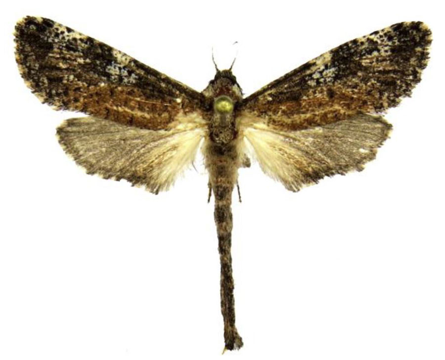 /filer/webapps/moths/media/images/S/strohlei_Aethalopteryx_PTF_Stroehle.jpg
