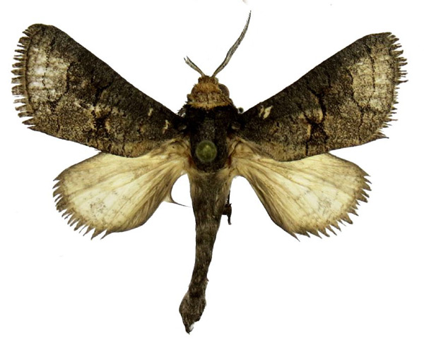 /filer/webapps/moths/media/images/S/strohlei_Afroarabiella_HT_Yakovlev.jpg