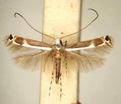 /filer/webapps/moths/media/images/S/strophantina_Amblyptila_PT_TMSA6303.jpg