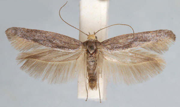 /filer/webapps/moths/media/images/S/strydomi_Scythris_HT_TMSA.jpg