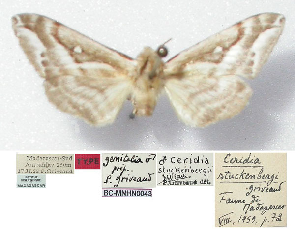 /filer/webapps/moths/media/images/S/stuckenbergi_Ceridia_HT_MNHN.jpg