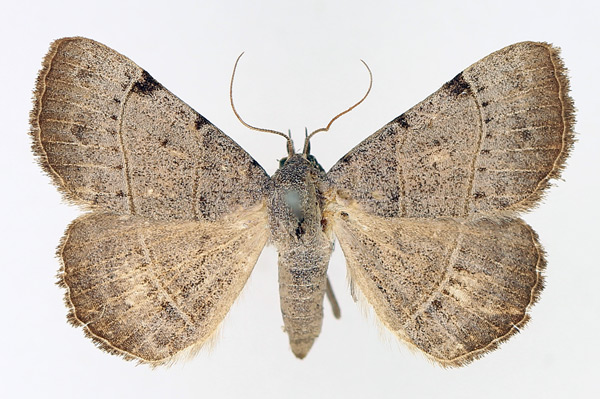 /filer/webapps/moths/media/images/S/stuhlmanni_Plecoptera_AF_TMSA_01.jpg