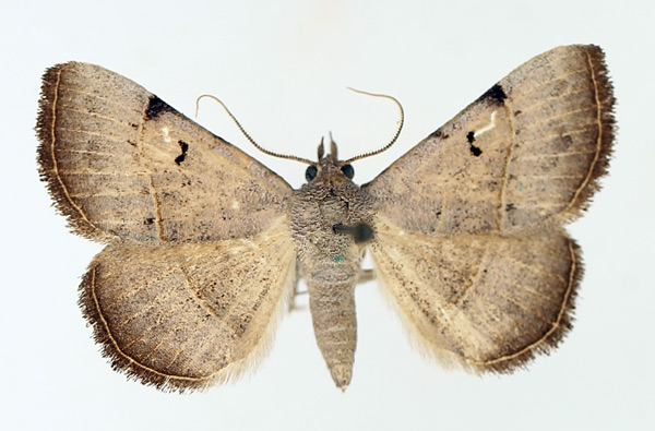 /filer/webapps/moths/media/images/S/stuhlmanni_Plecoptera_AM_TMSA_01.jpg