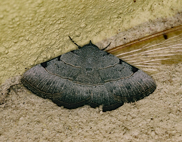 /filer/webapps/moths/media/images/S/stuhlmanni_Plecoptera_A_Roland_01.jpg