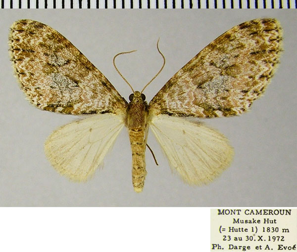 /filer/webapps/moths/media/images/S/stulta_Lobidiopteryx_AF_ZSM_01.jpg