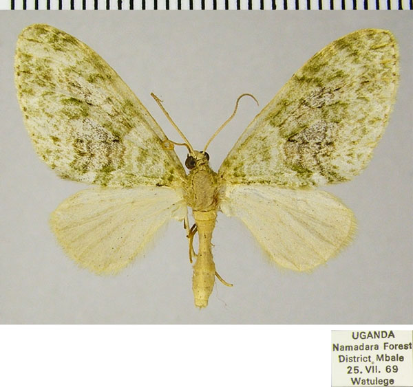 /filer/webapps/moths/media/images/S/stulta_Lobidiopteryx_AM_ZSMa.jpg