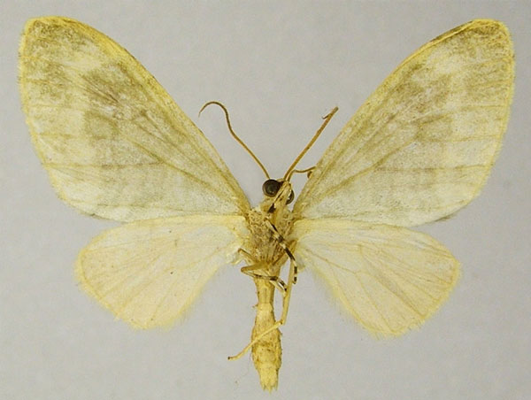 /filer/webapps/moths/media/images/S/stulta_Lobidiopteryx_AM_ZSMb.jpg