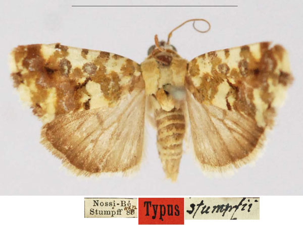 /filer/webapps/moths/media/images/S/stumpffi_Acontia_HT_SNMF.jpg