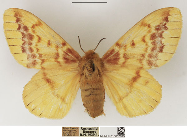 /filer/webapps/moths/media/images/S/stumpffii_Lechriolepis_AF_NHMUK_01.jpg