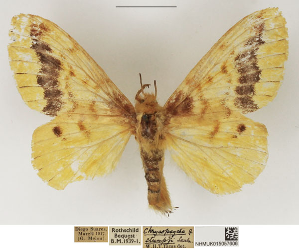 /filer/webapps/moths/media/images/S/stumpffii_Lechriolepis_AF_NHMUK_02.jpg