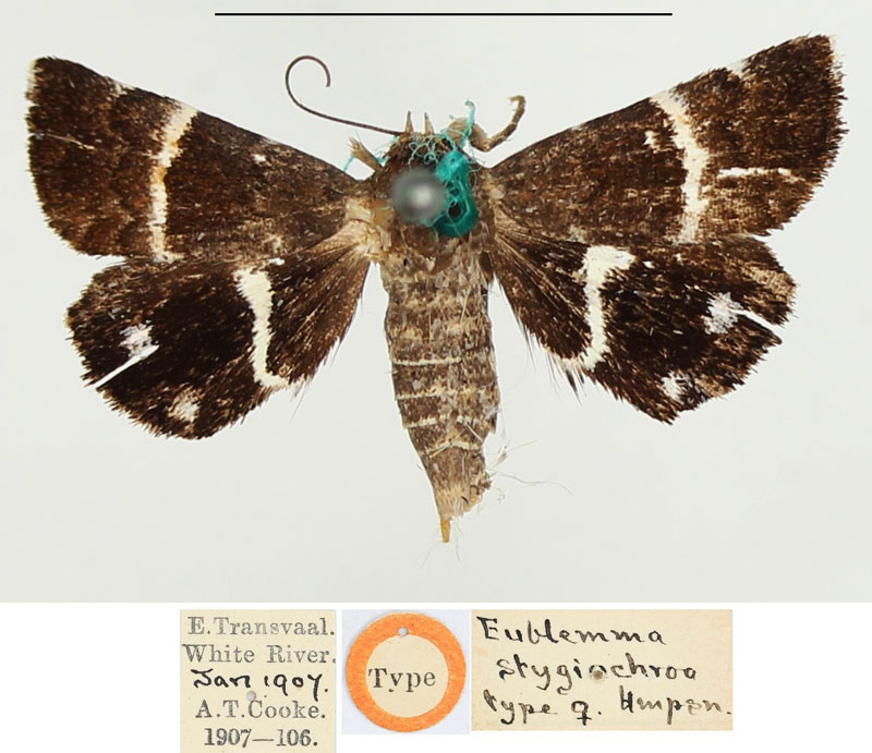 /filer/webapps/moths/media/images/S/stygiochroa_Eublemma_HT_BMNH.jpg