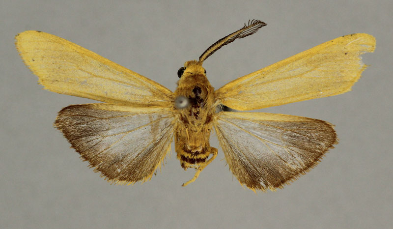 /filer/webapps/moths/media/images/S/stygioides_Amsacta_HT_BMNH.jpg