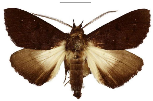 /filer/webapps/moths/media/images/S/stygium_Platyja_AM_NHMUK.jpg