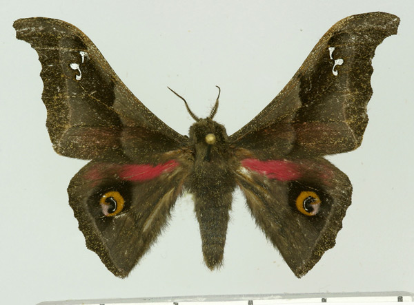 /filer/webapps/moths/media/images/S/styx_Ludia_AM_Aulombard.jpg