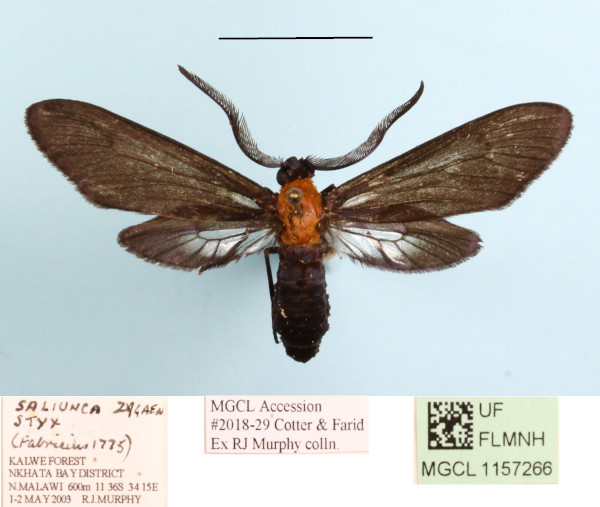 /filer/webapps/moths/media/images/S/styx_Saliunca_A_MGCLa_01.JPG