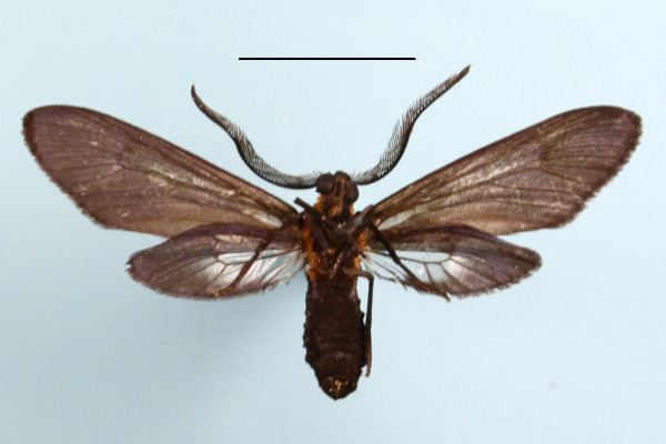 /filer/webapps/moths/media/images/S/styx_Saliunca_A_MGCLb_01.JPG