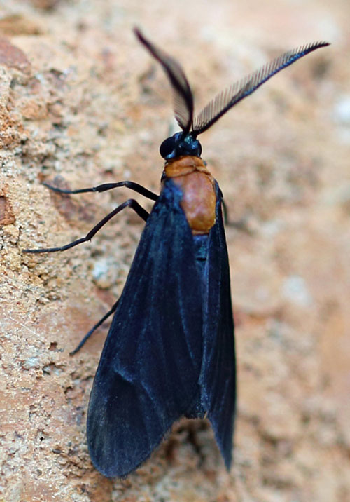 /filer/webapps/moths/media/images/S/styx_Saliunca_A_Voaden.jpg