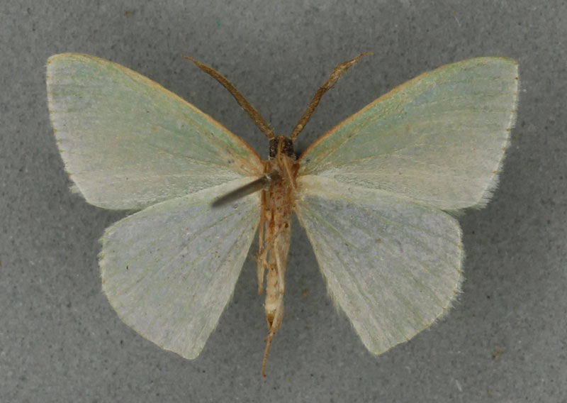 /filer/webapps/moths/media/images/S/suarezi_Heterorachis_HT_BMNHb.jpg