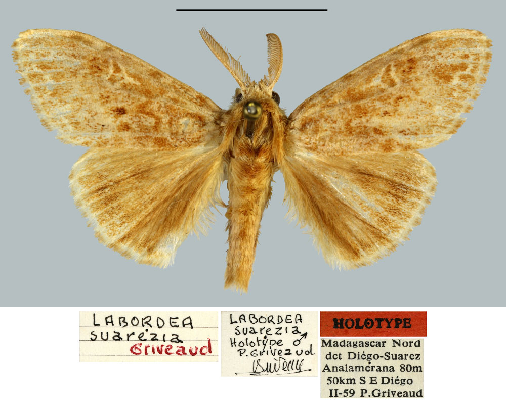 /filer/webapps/moths/media/images/S/suarezi_Labordea_HT_MNHN.jpg