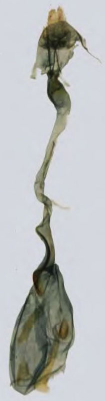 /filer/webapps/moths/media/images/S/suarezi_Prosaris_GFHT_MNHN.jpg