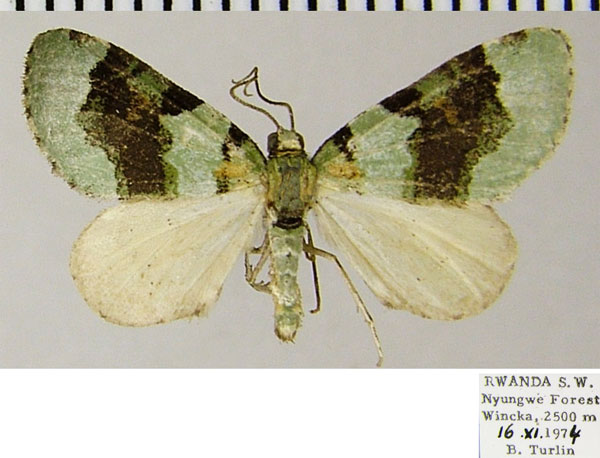 /filer/webapps/moths/media/images/S/suavata_Piercia_AF_ZSM.jpg