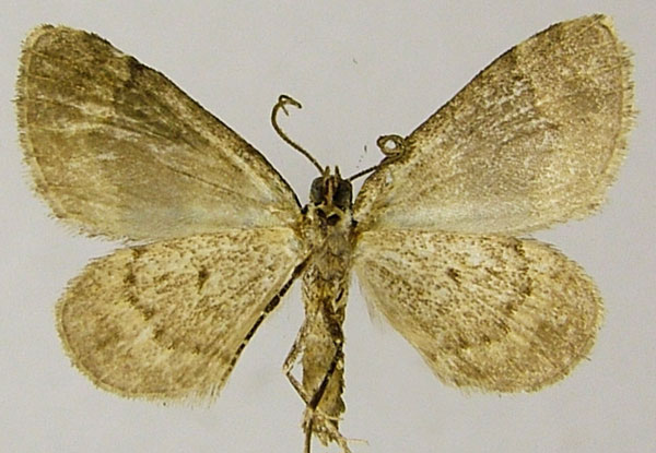 /filer/webapps/moths/media/images/S/suavata_Piercia_AM_ZSMb.jpg