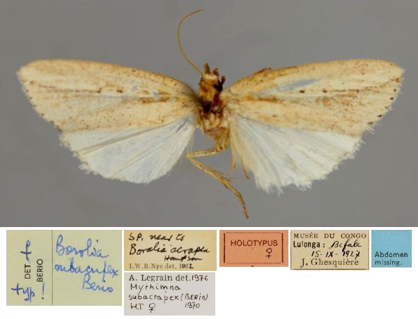 /filer/webapps/moths/media/images/S/subacrapex_Leucania_HT_RMCA_01.jpg