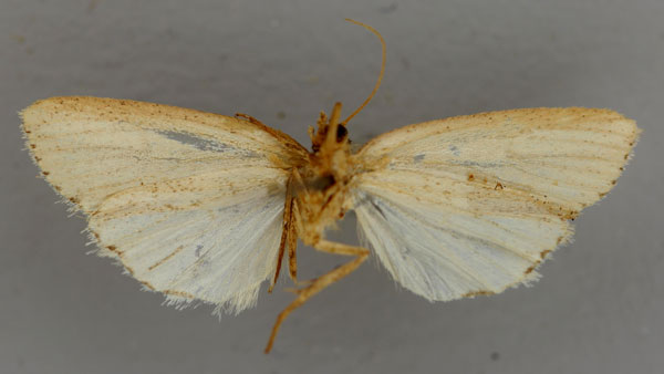 /filer/webapps/moths/media/images/S/subacrapex_Leucania_HT_RMCA_02.jpg