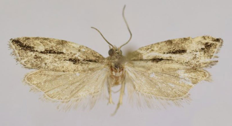 /filer/webapps/moths/media/images/S/subae_Megaherpystis_HT_Trematerra.jpg