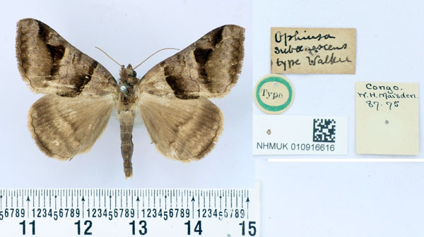 /filer/webapps/moths/media/images/S/subaenescens_Ophiusa_HT_BMNH.jpg