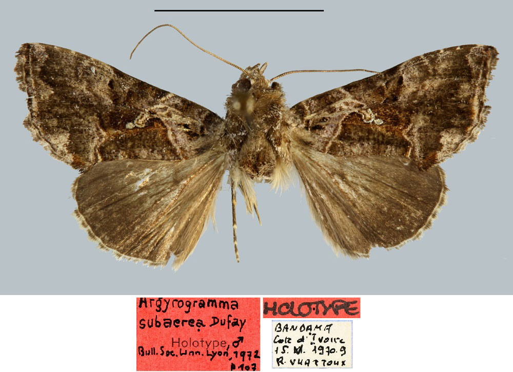 /filer/webapps/moths/media/images/S/subaerea_Argyrogramma_HT_MNHN.jpg