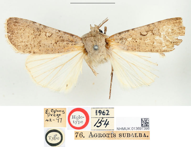 /filer/webapps/moths/media/images/S/subalba_Agrotis_HT_BMNH.jpg