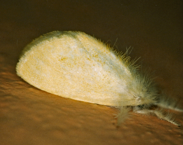 /filer/webapps/moths/media/images/S/subalba_Euproctis_A_Roland_01.jpg