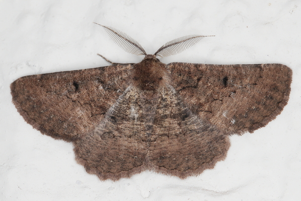 /filer/webapps/moths/media/images/S/subalbata_Aphilopota_A_Heyns_01.JPG