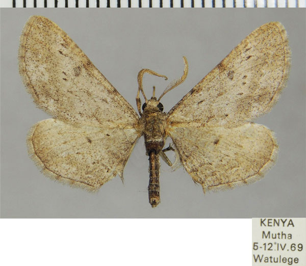 /filer/webapps/moths/media/images/S/subalbata_Pachypalpella_AM_ZSMa.jpg