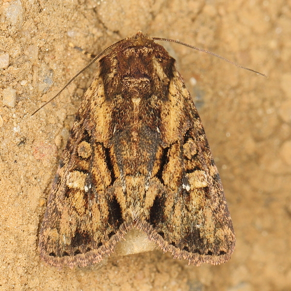 /filer/webapps/moths/media/images/S/subambigua_Oligia_A_Heyns_01.JPG