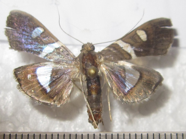 /filer/webapps/moths/media/images/S/subamicalis_Glyphodes_A_Bippus_02.jpg
