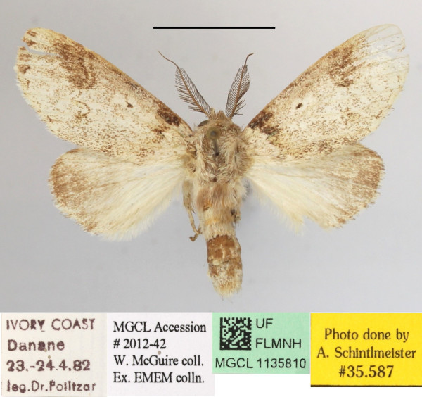 /filer/webapps/moths/media/images/S/subangulata_Desmeocraerula_A_MGCLa_01.JPG