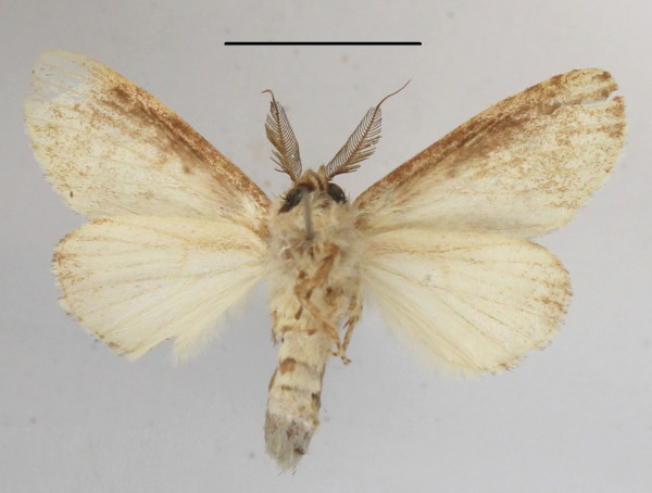 /filer/webapps/moths/media/images/S/subangulata_Desmeocraerula_A_MGCLb_01.JPG