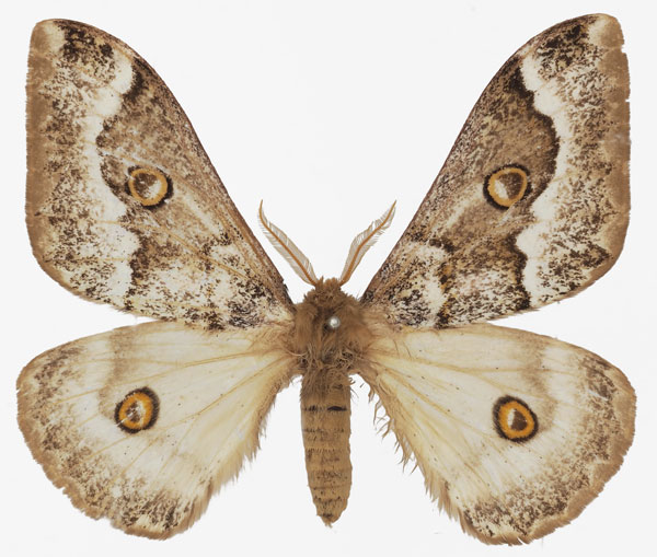 /filer/webapps/moths/media/images/S/subangulata_Usta_AM_Basquin_02.jpg