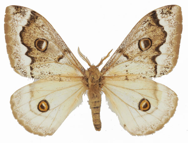 /filer/webapps/moths/media/images/S/subangulata_Usta_AM_Basquina.jpg