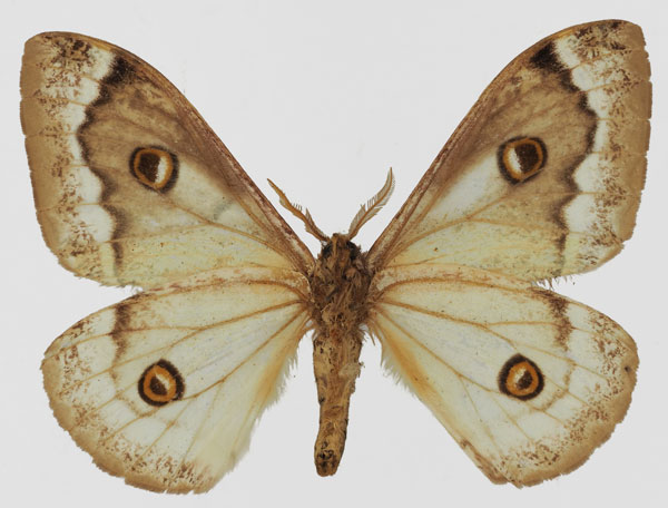 /filer/webapps/moths/media/images/S/subangulata_Usta_AM_Basquinb.jpg