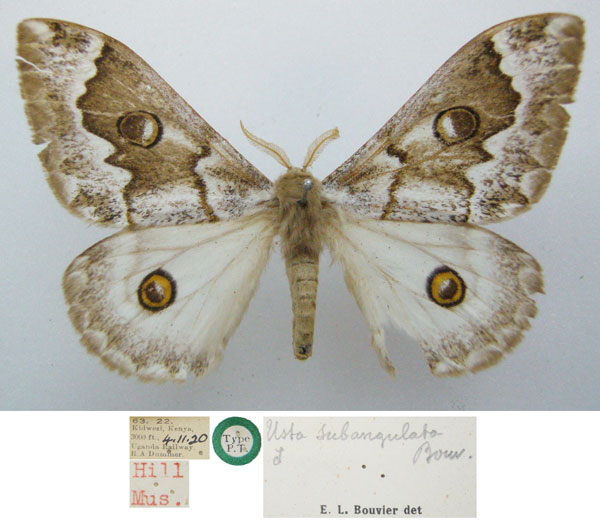 /filer/webapps/moths/media/images/S/subangulata_Usta_PTM_NHMUKa_dGv0Teu.jpg