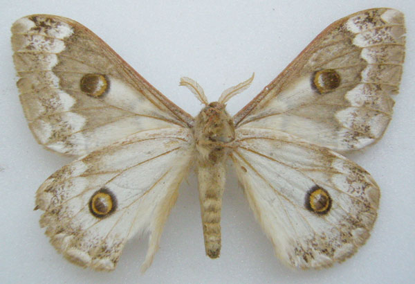 /filer/webapps/moths/media/images/S/subangulata_Usta_PTM_NHMUKb_6M1LvCS.jpg